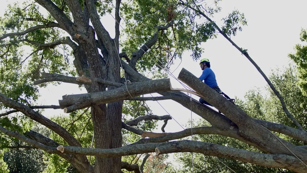 Professional Crown Thinning performed by certified arborists in Catharine