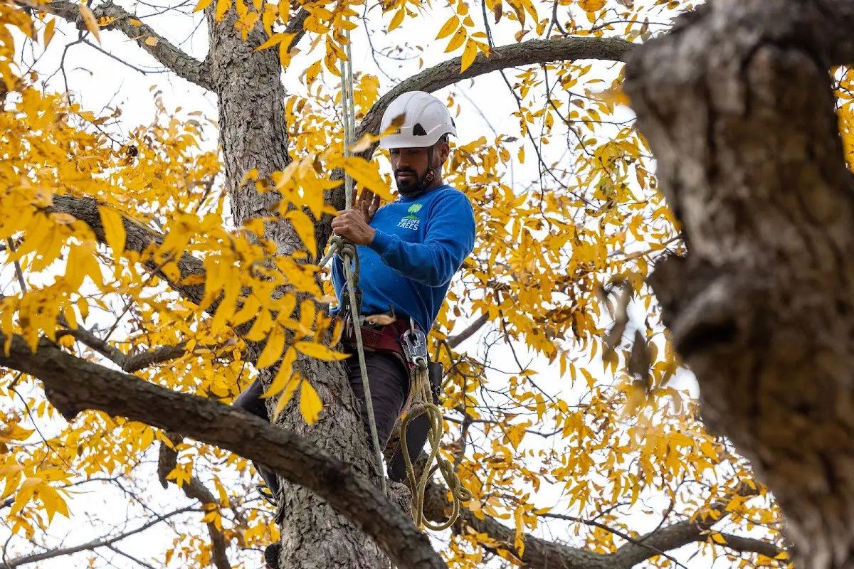 Skilled Tree Planing crew working in Catharine