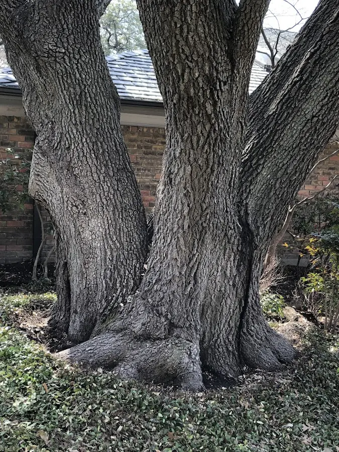 Mature heritage tree close to a Catharine property cared for by certified arborists